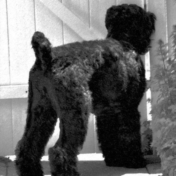 Meet your Posher, Robert - Picture 1 of 1